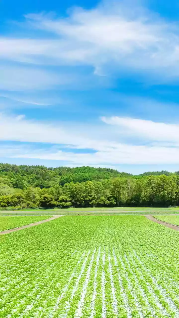 India's Agrivoltaics Push: Crop Shade and Water Use Now Shape Agrivoltaics Assessment