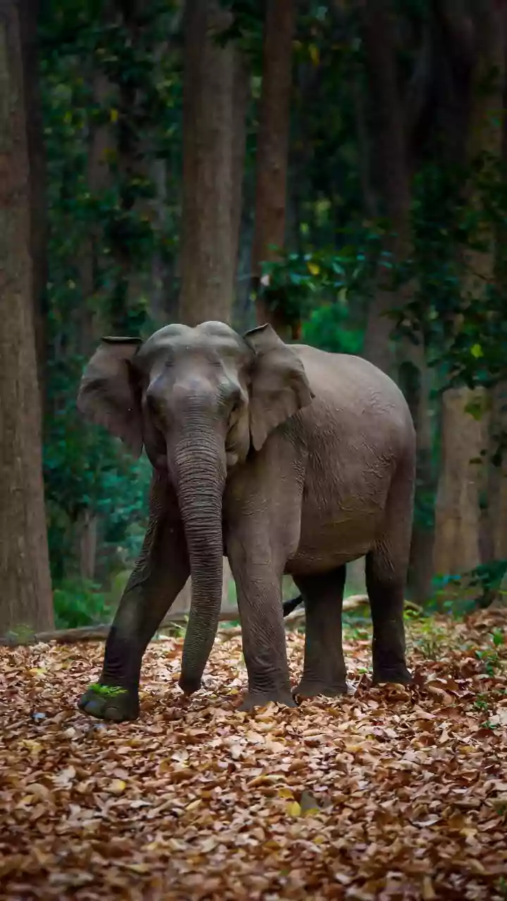 Turista morre pisoteada por elefante na Índia