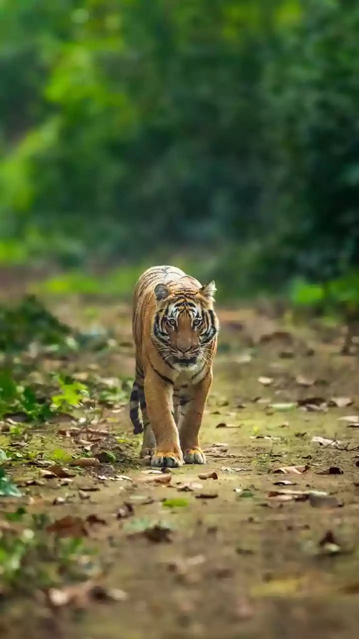 MP News: Tiger Attacks Villagers Near Bandhavgarh Tiger Reserve & Then Chills On Bed