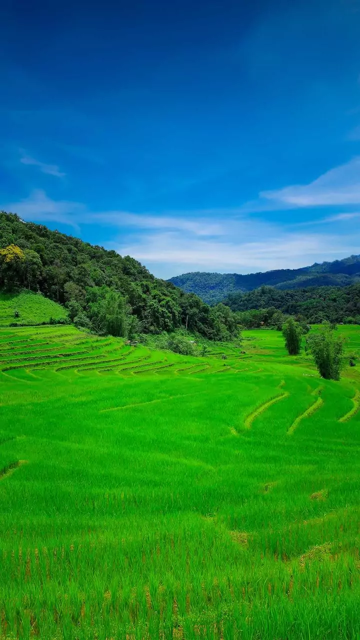 NDA alliance govt committed to develop agriculture sector: Andhra CM