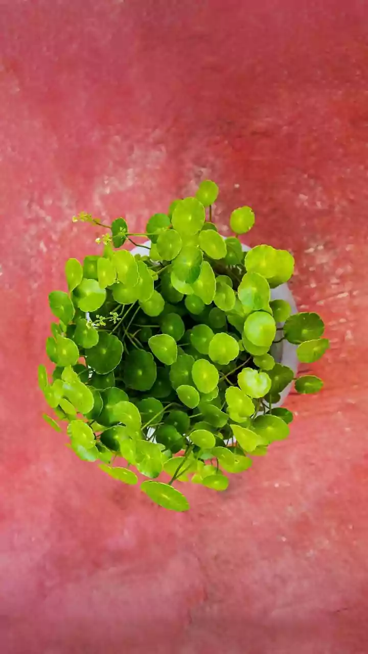The Greens, Gourds, Chillies and Herbs Questions Urban Renters and Home Gardeners Should Ask About Monsoon Balcony Micro-Gardens