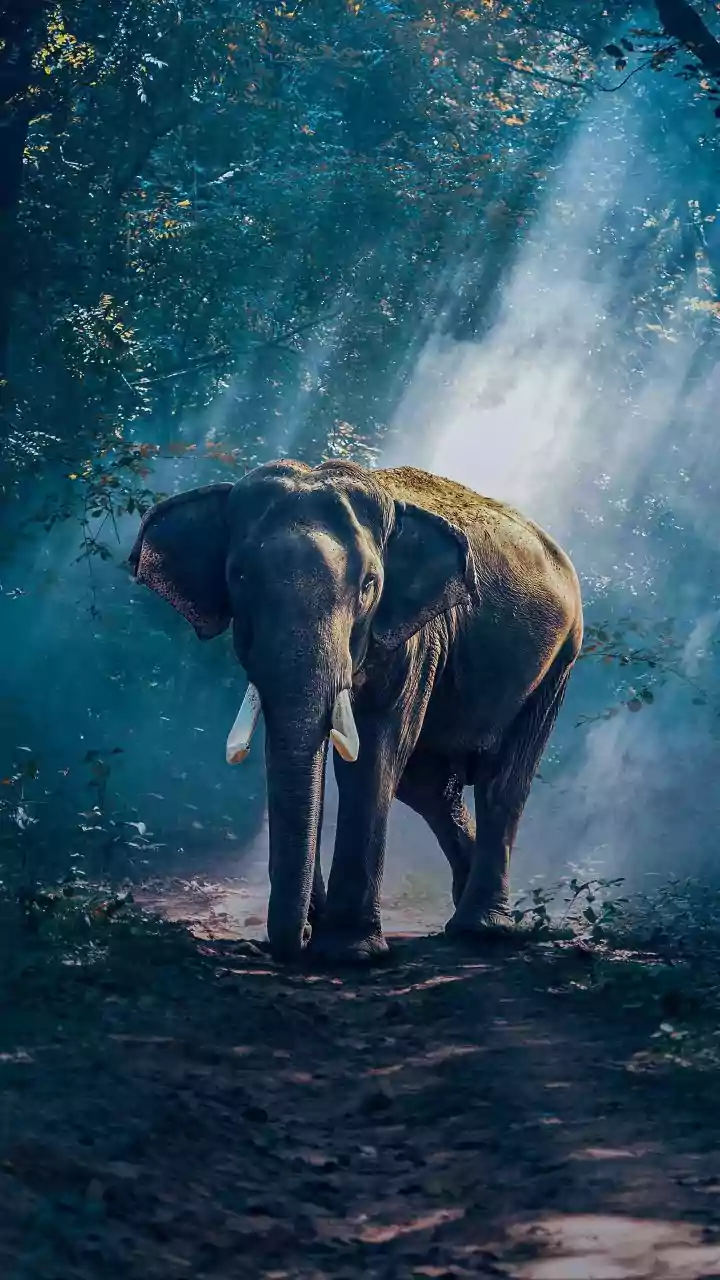 Monsoon Forest Adventures Make August A Great Time For Wildlife Enthusiasts