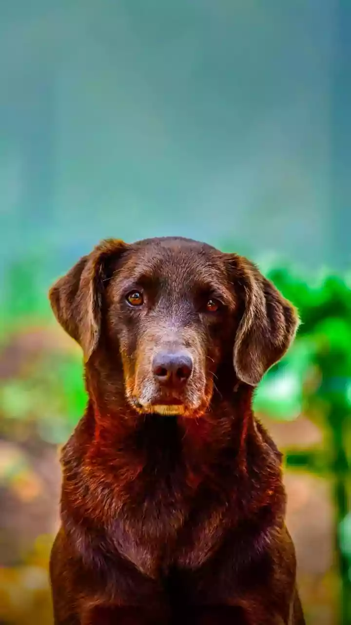 Smaller Cities Are Joining India’s Growing Petcare Economy