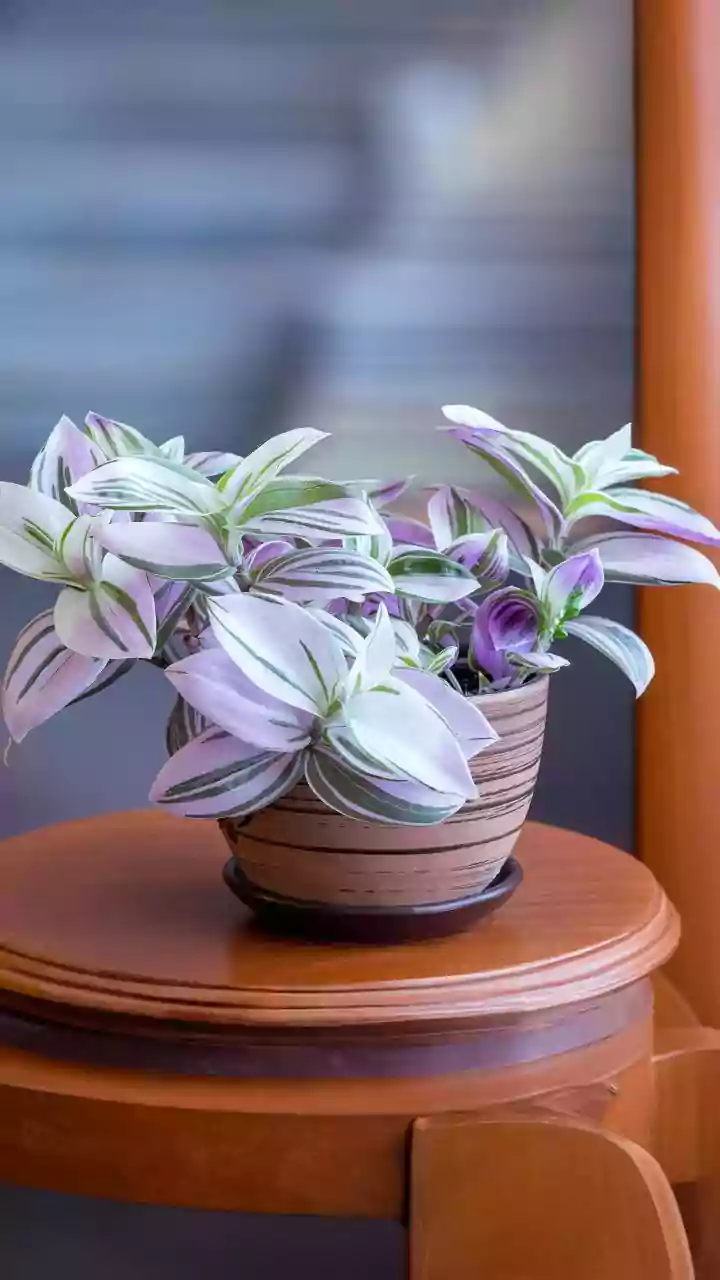 Rotating Indoor Plant Pots Can Prevent A Houseplant Growing In Only One Direction