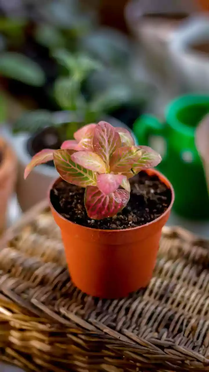 Monsoon Moisture Means Your Indoor Plants May Need Less Frequent Watering