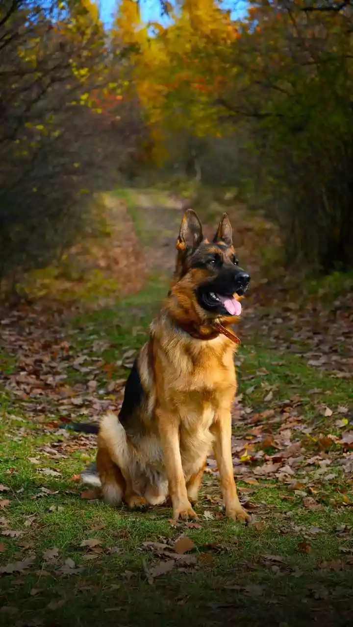 Pune Vet Saves German Shepherd With 85% Kidney Damage Through Hemodialysis: Pet Owner Refused Euthanasia, Fought For Miracle