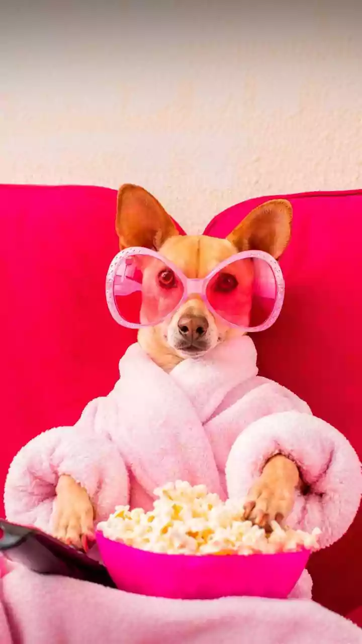 Pet-Friendly Hotels Are Upgrading Beyond Basic Permission