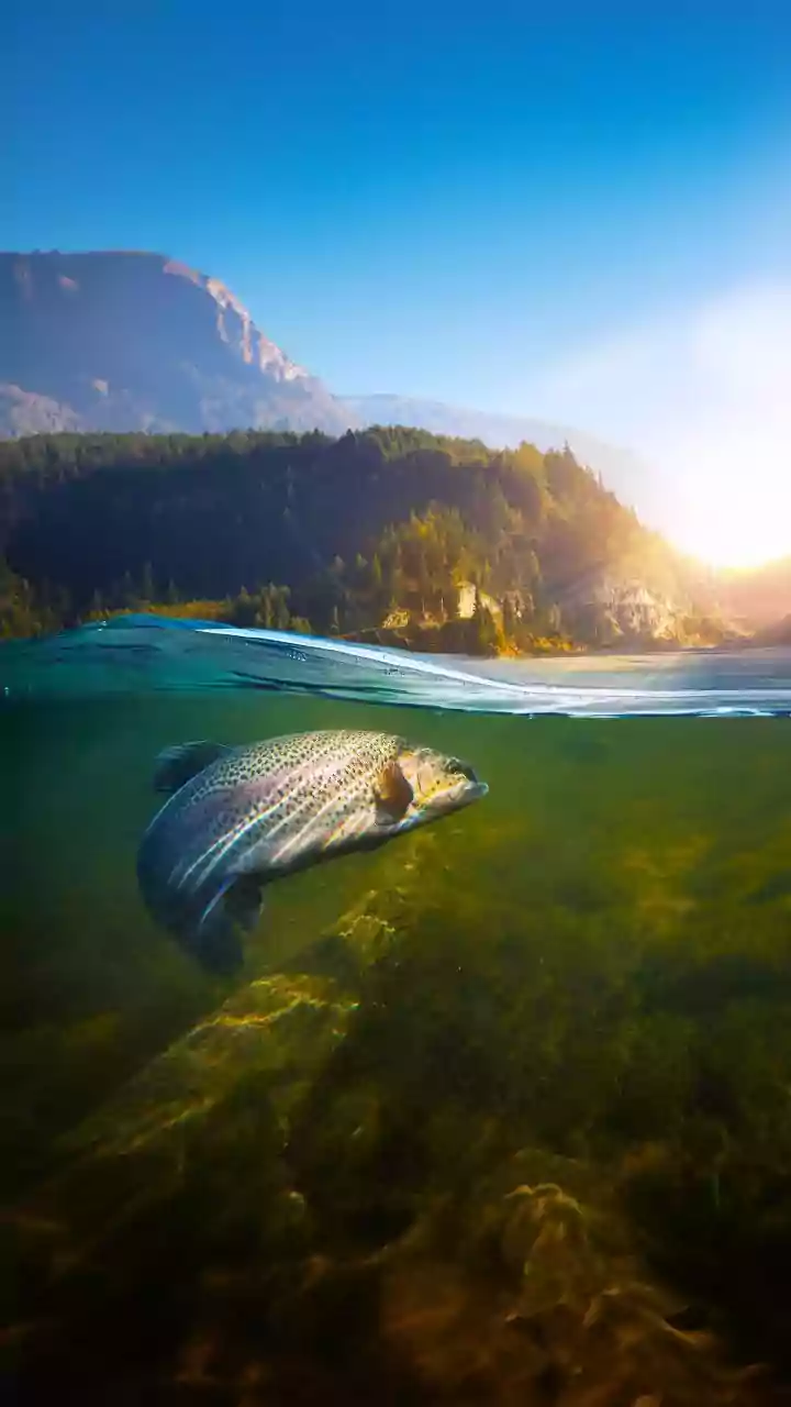 Himachal's fish production likely to reach 19,000 metric tonnes in FY26: CM