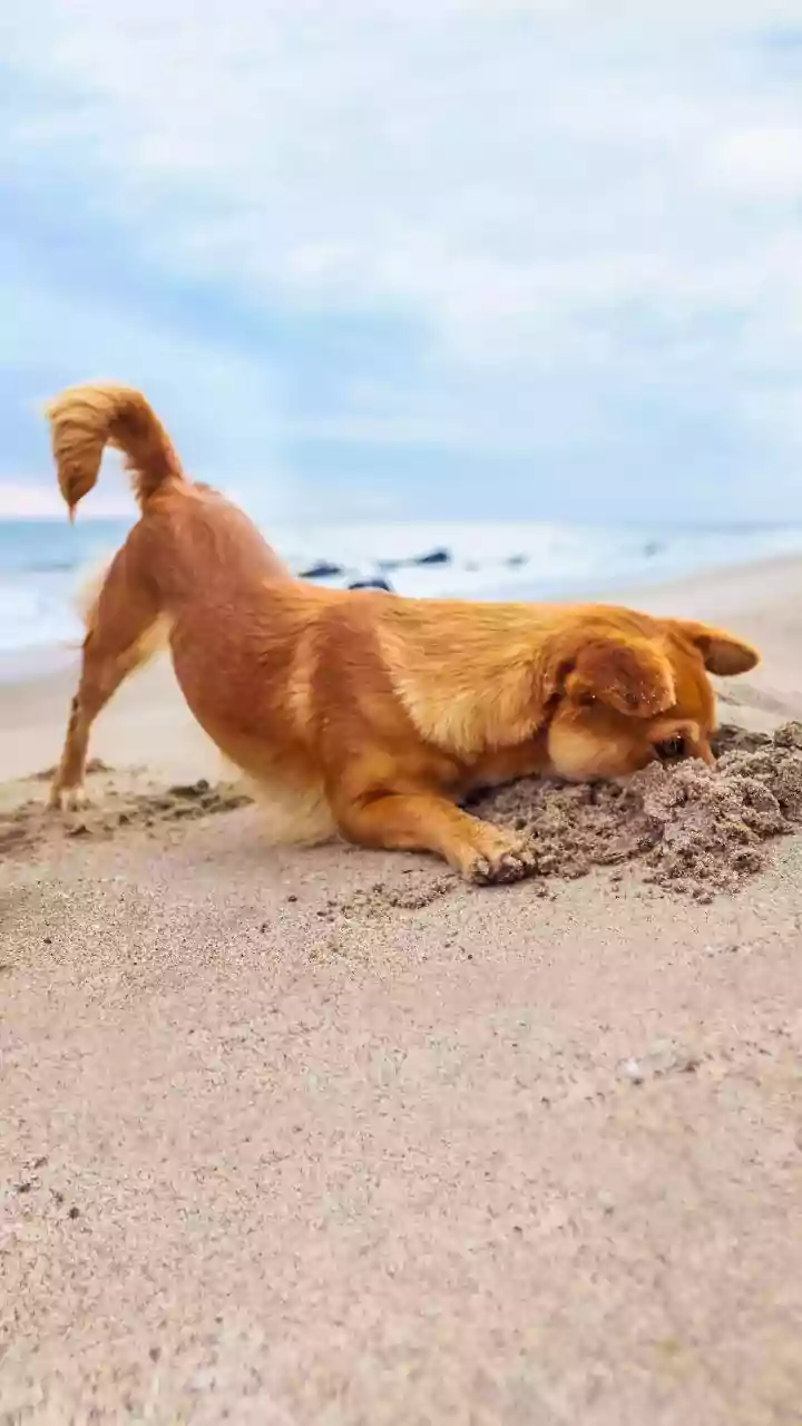 Paw Cleaning After Walks Can Help Keep Mud And Outdoor Debris Out Of The Home