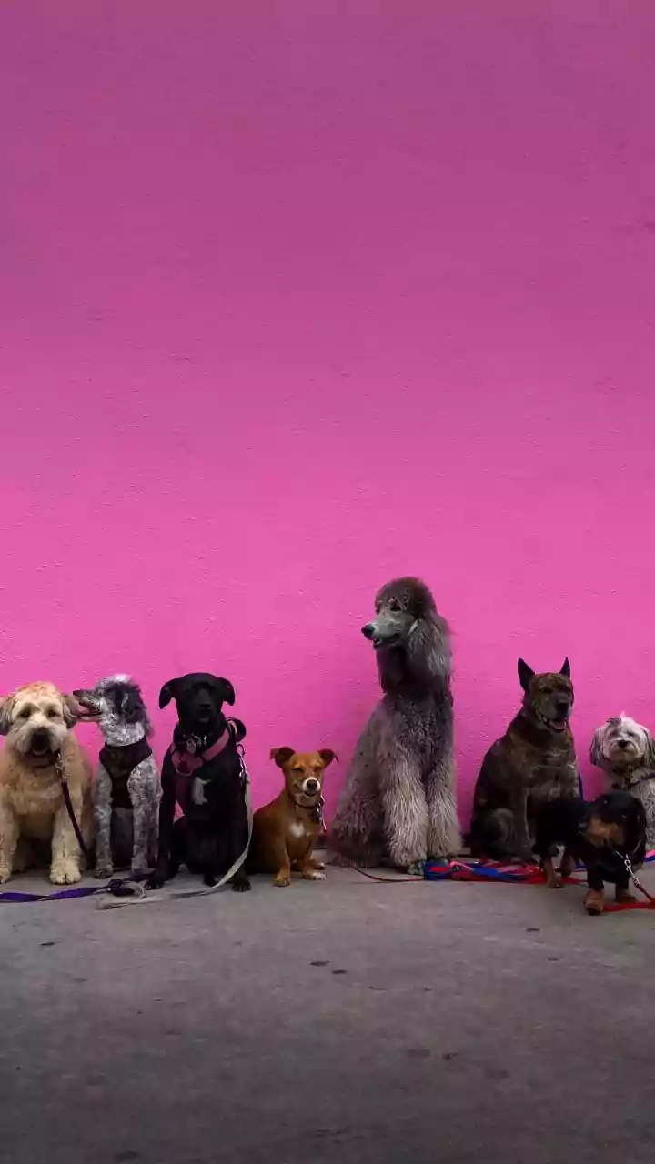Ethical Pet Portals Launch Senior Shelter Animal Adoption Drives