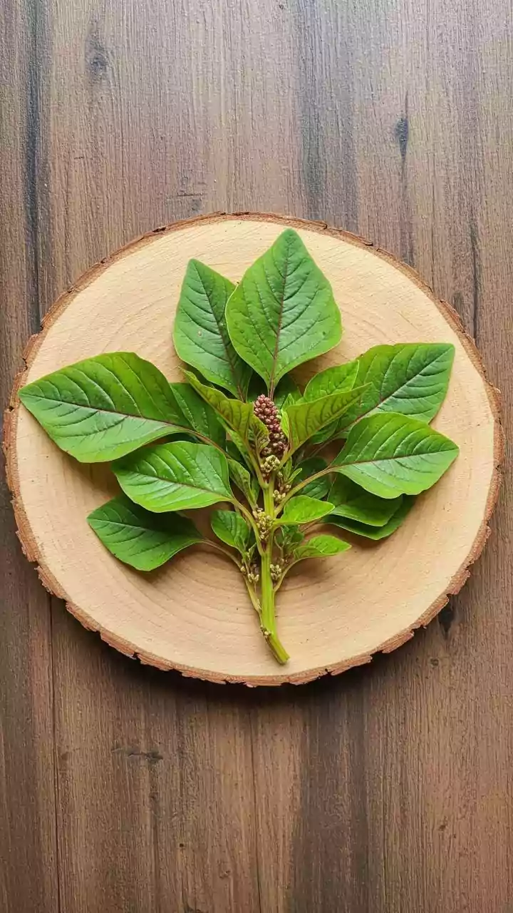 Unlocking Ancient Wisdom: A Scientific Exploration of Ayurvedic Herbal Archives