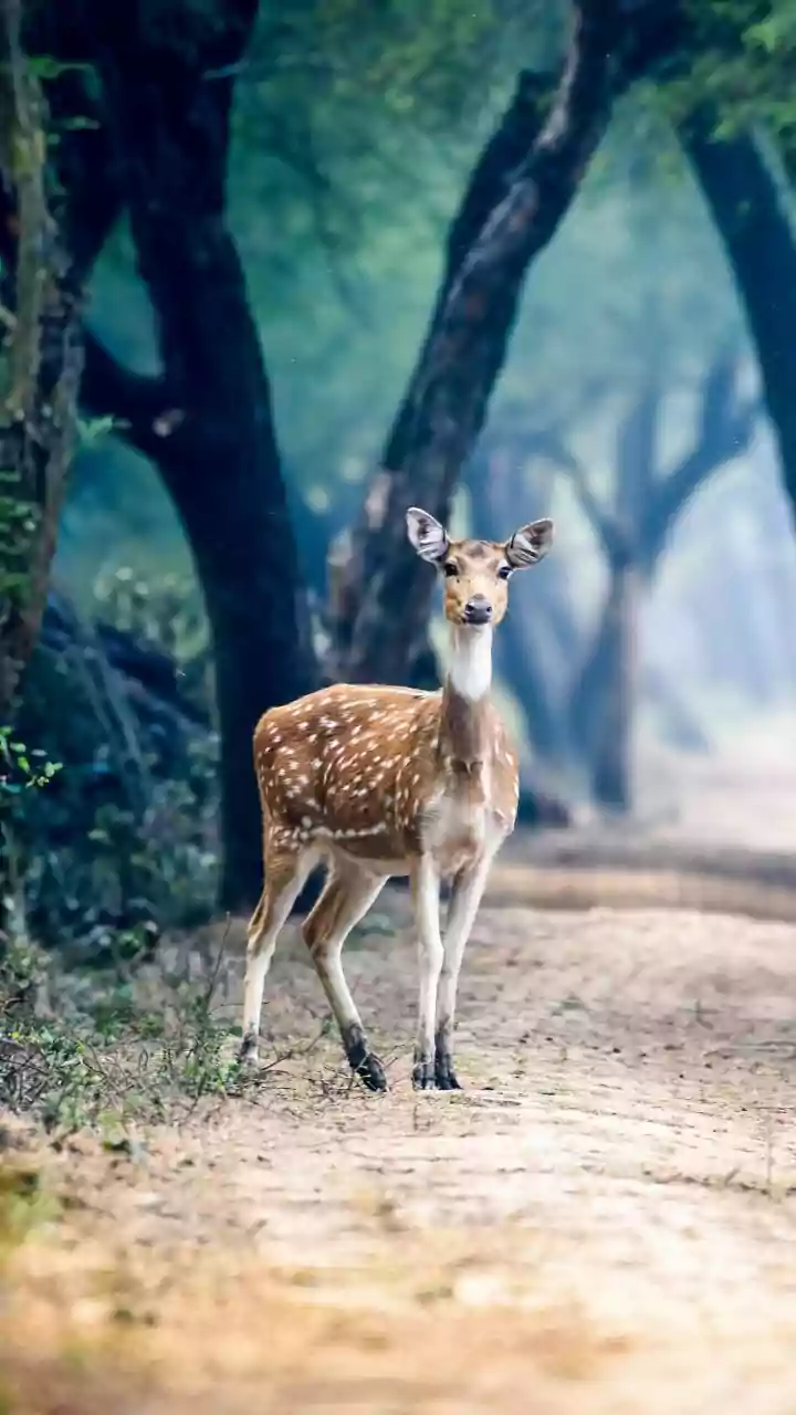 India's First Wildlife-Safe Road: Protecting Animals on Highways