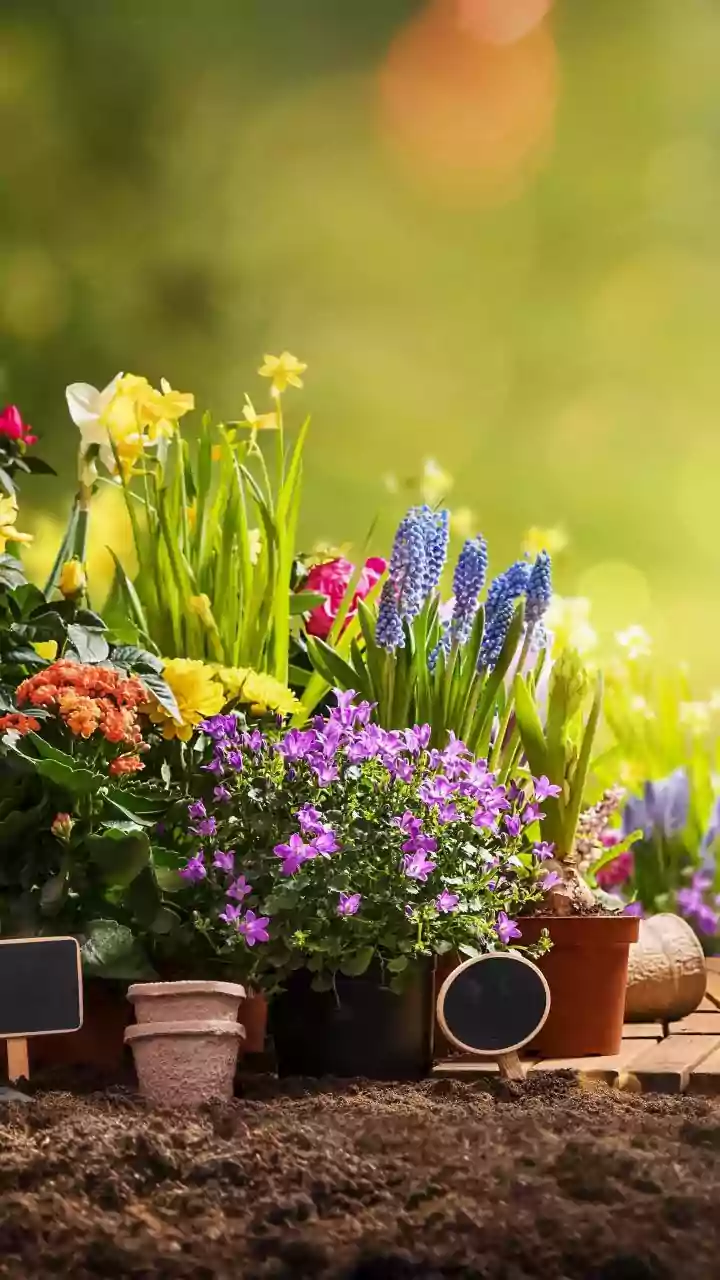 October Gardening For Beginners: Easy Plants For Pots