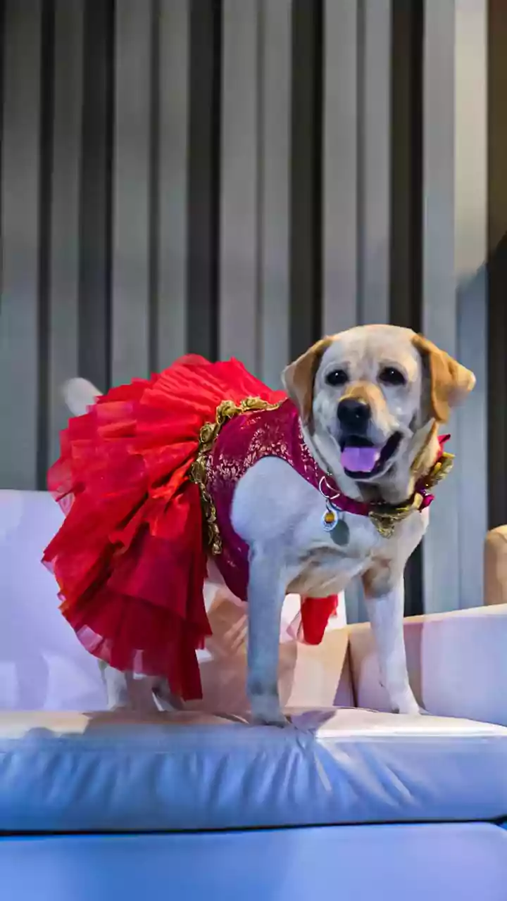 Emotional Vidai: Dehradun Bride's Dogs Refuse to Let Her Go, Melting Hearts Online