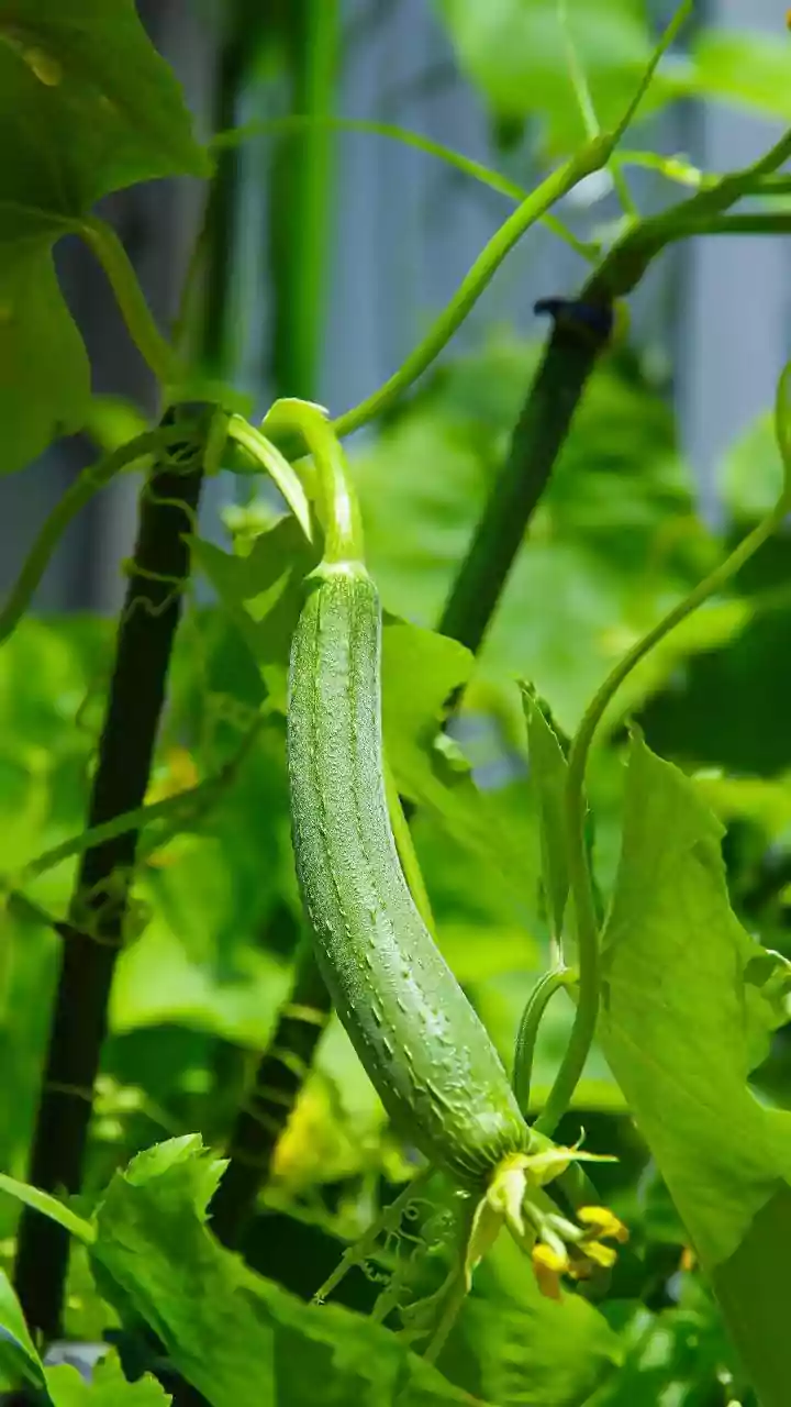 These Monsoon Vegetables Need Very Little Care