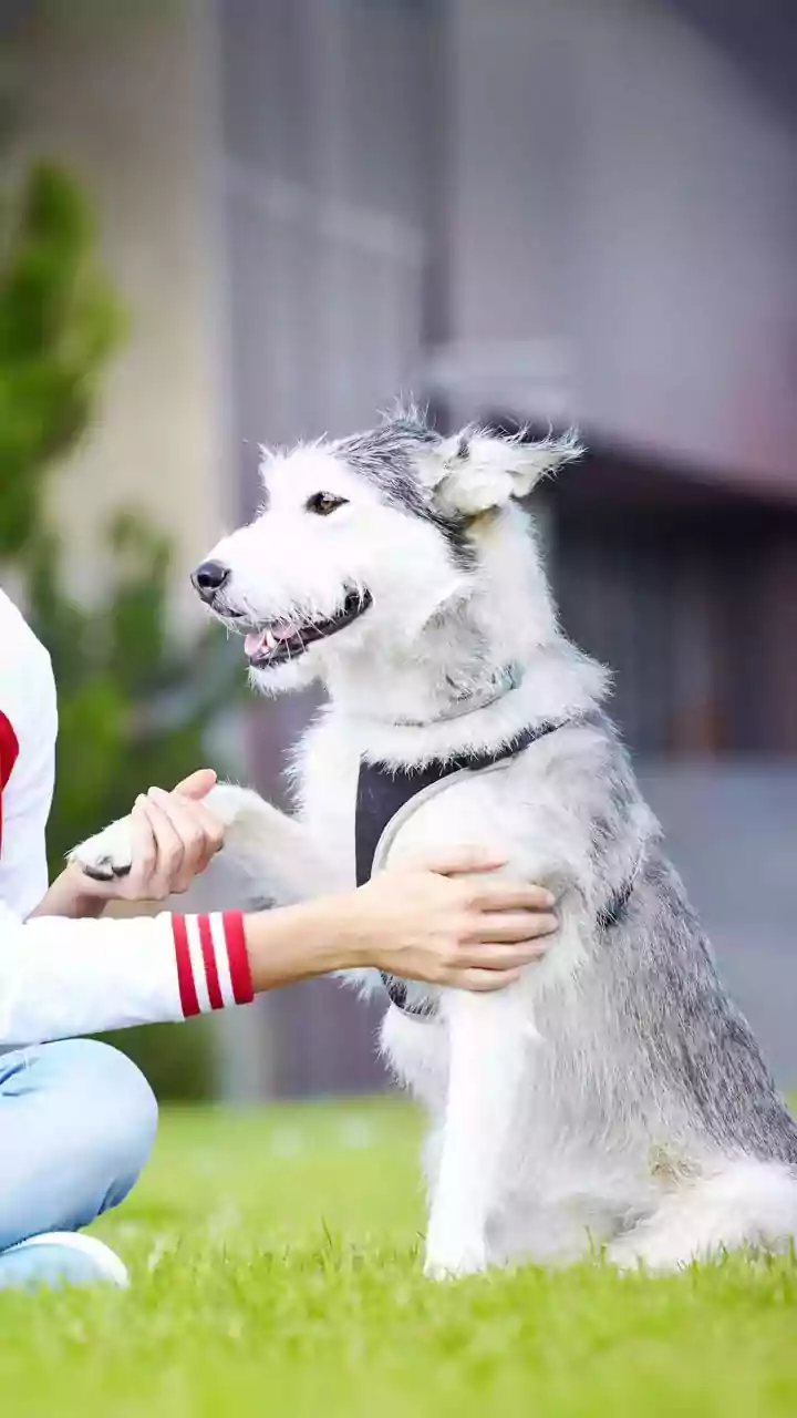 Unpacking Your Pup's Peculiar Habits: 8 'Weird' Dog Behaviors Now Explained