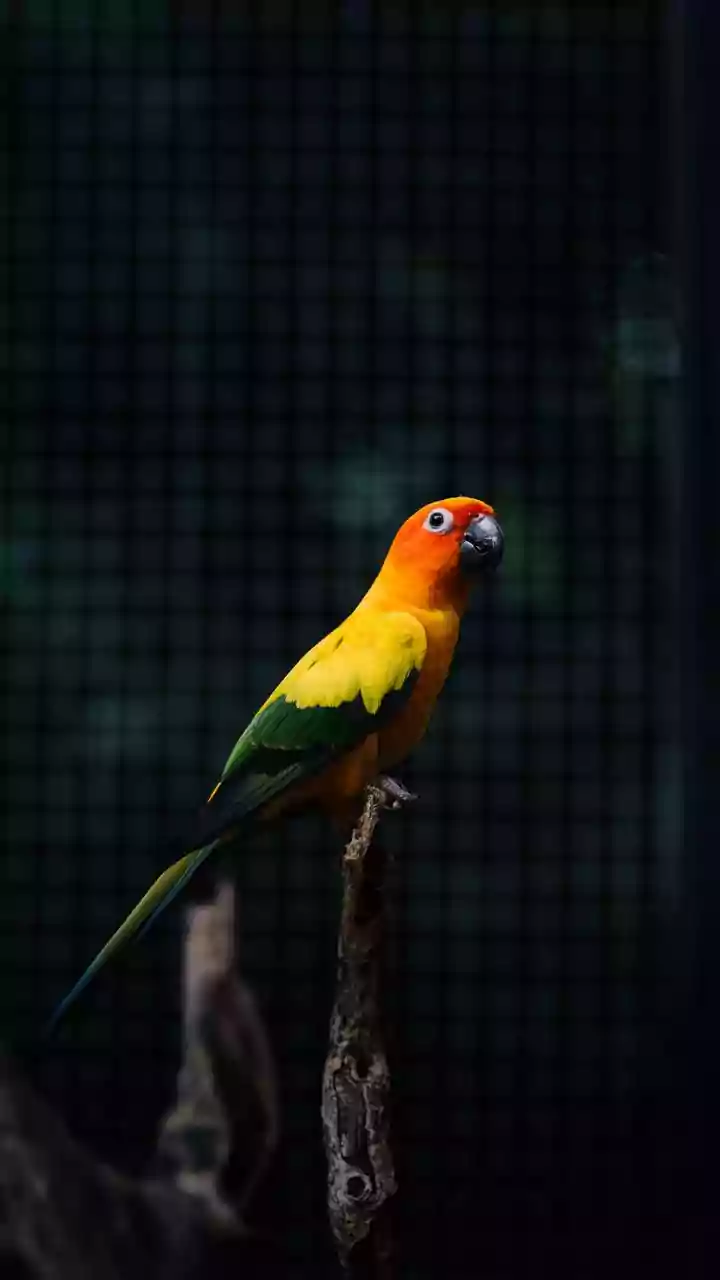 Papagaio de Frei Damião continua vivo após 90 anos e atrai fiéis do Brasil