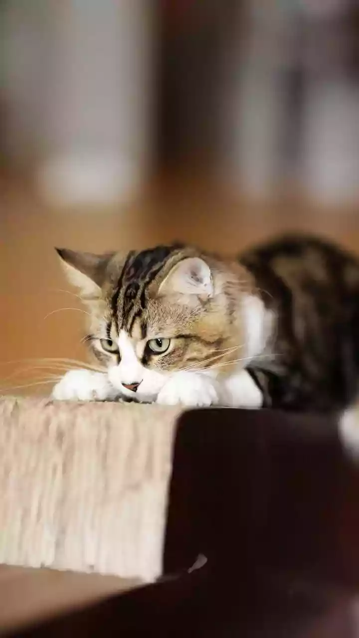 Why resident cat anxiety drops when using systematic behavioral methods for rescue introductions