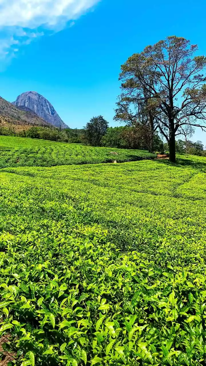 Nilgiri Tea Works Both On Its Own And Inside Blended Chai