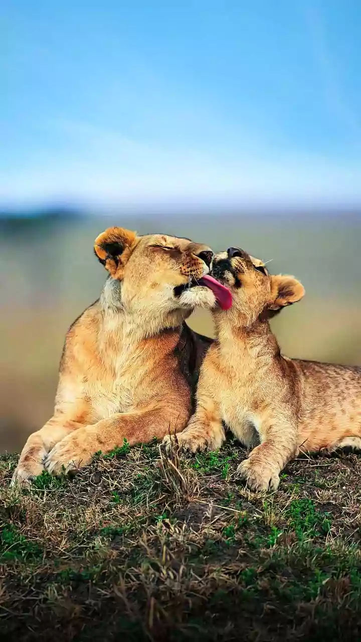 Unveiling the World's Most Affectionate Animals: Masters of Clinging