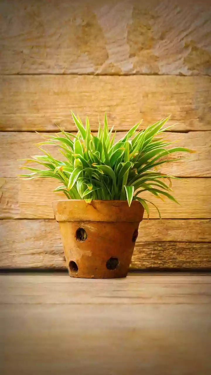 How To Control Indoor Humidity During Heavy Rains With Plants And Clay Absorbers