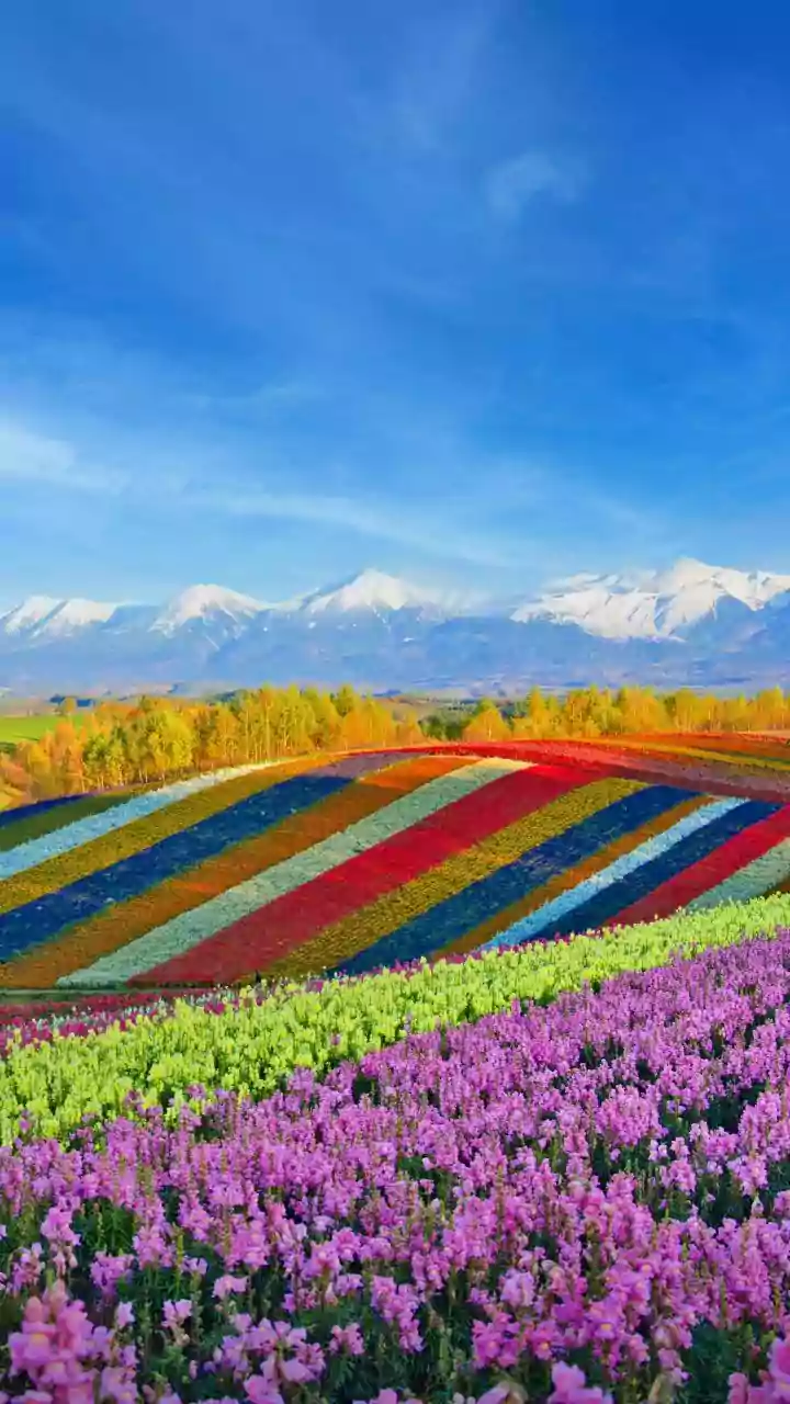 Kashmir's Tulip Garden Blooms: A Record-Breaking Opening for Spring Tourism