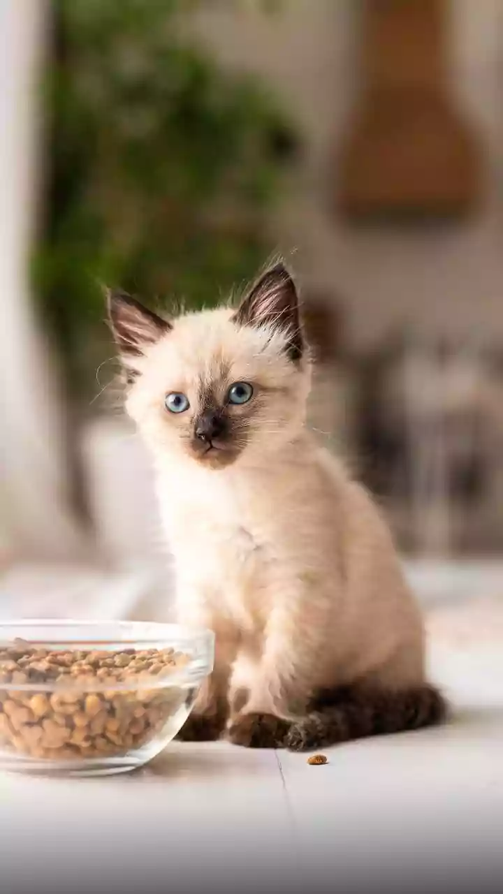 Why Gen Z Pet Owners Invest Heavy In Organic Farming