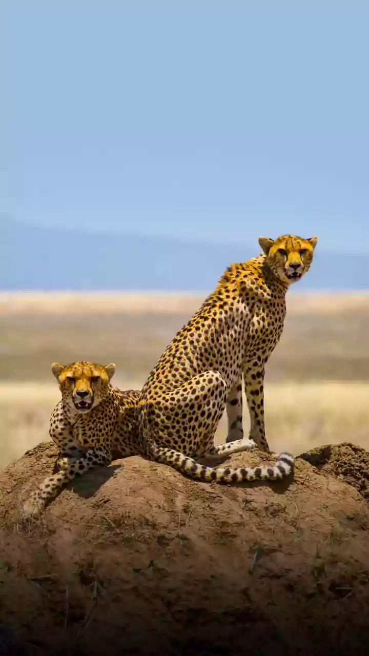 4 Years Of Project Cheetah Kuno Records 52 Survivors, Including 32 Born In India