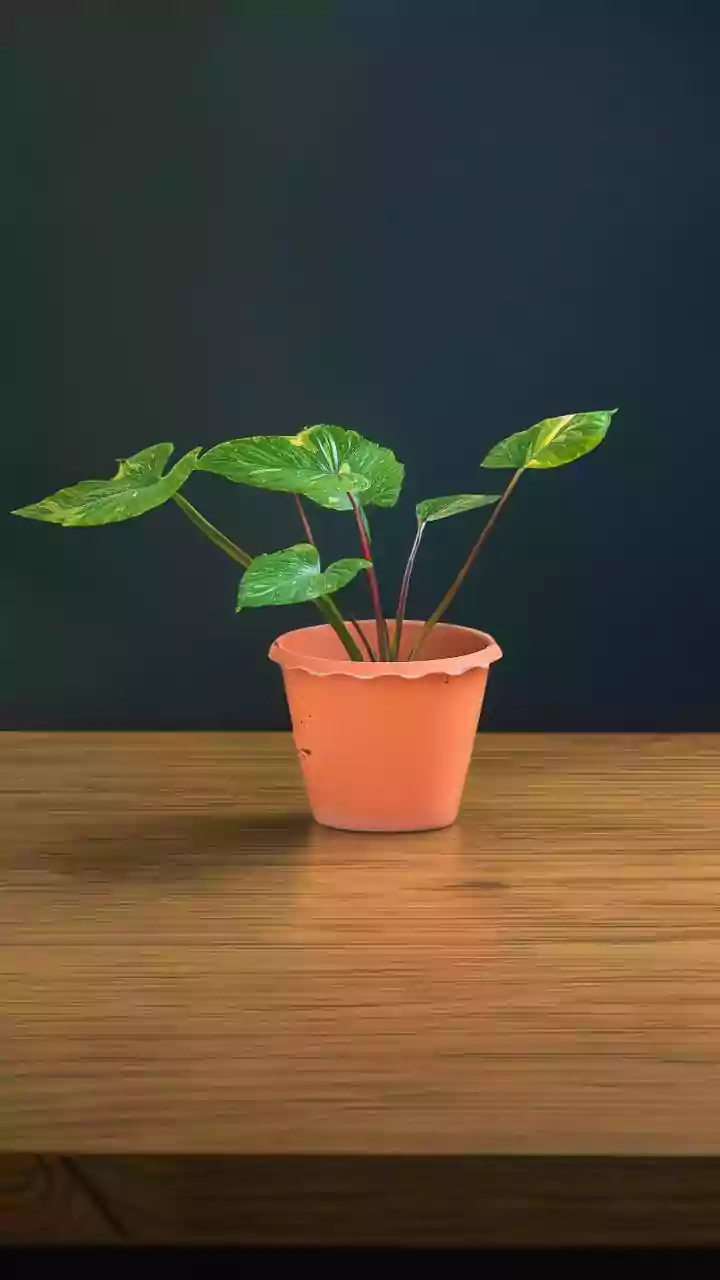 Which Plants Are More Sensitive To Waterlogged Pots?