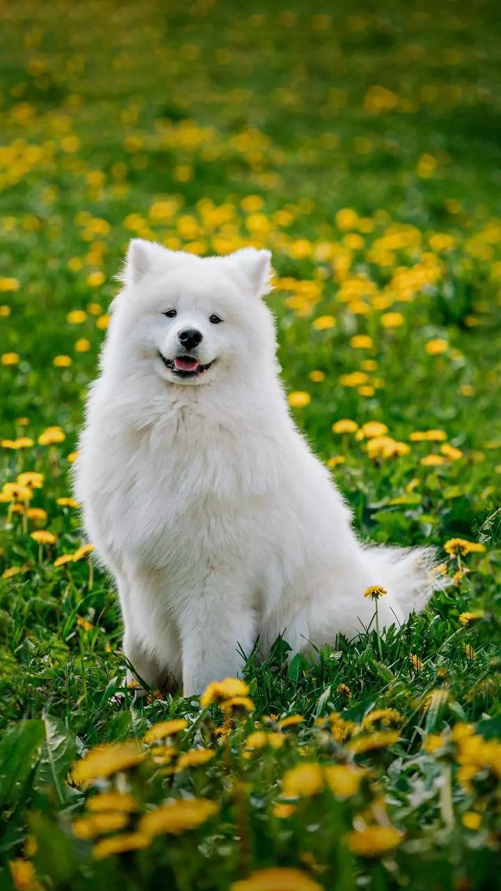Delhi to crown 'chonkiest' dog Wednesday among 8 contenders