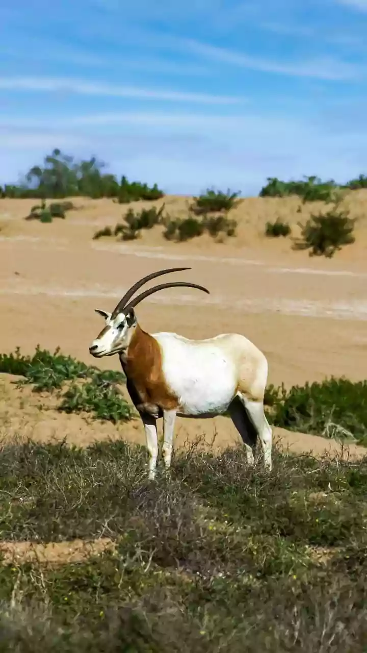 Masters of Thirst: 7 Animals That Conquer Arid Lands Without Water