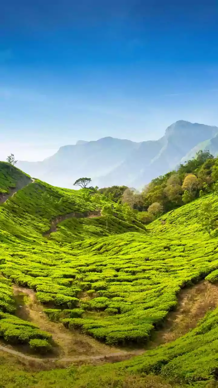 Why City Dwellers Are Booking High-Altitude Plantation Stays In Coorg For Monsoon Detox