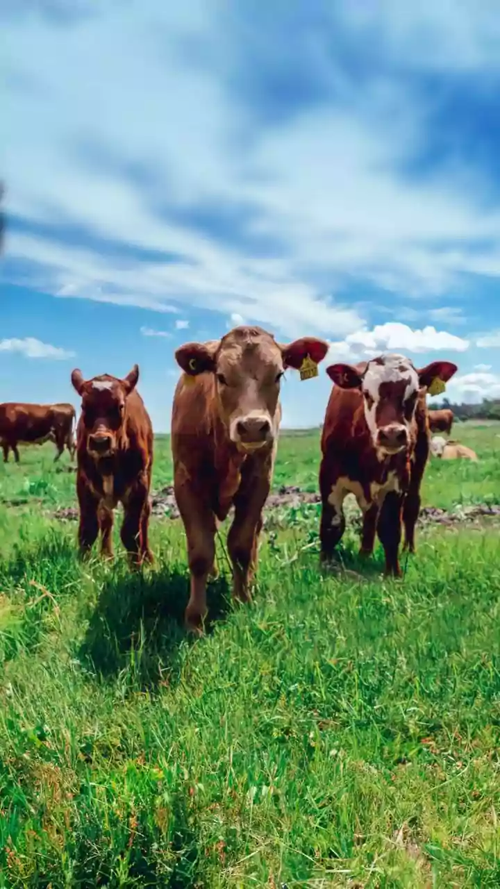 Cattle smuggler injured, 2 held in encounter with police in UP