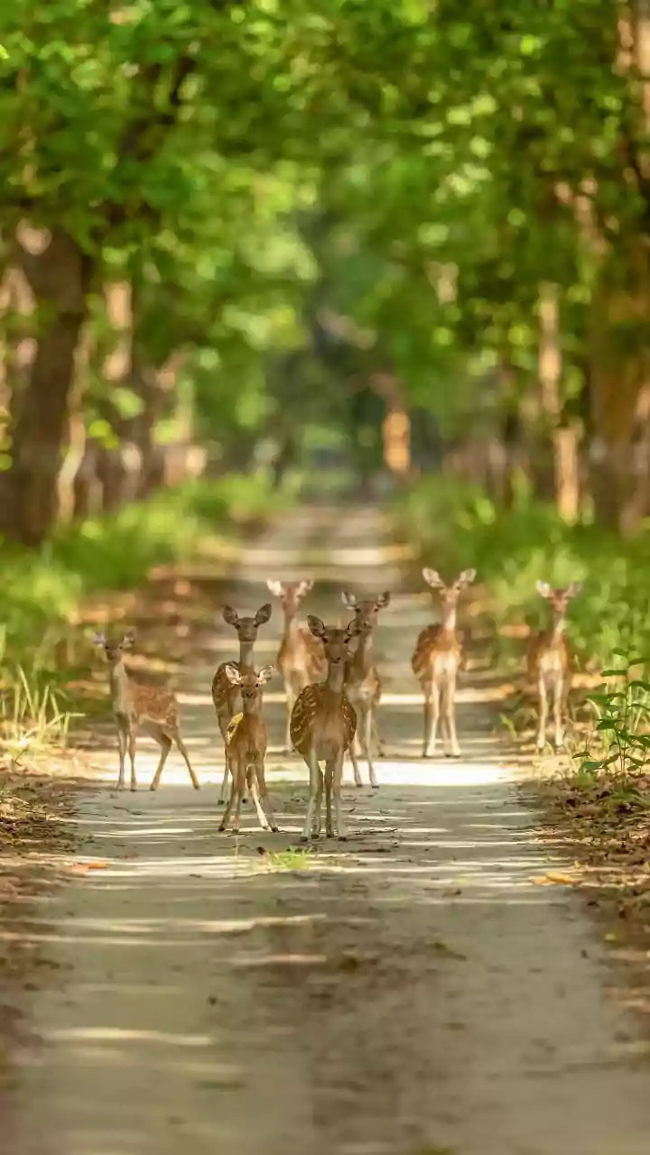 The Evidence From Two-Hour Ranthambore Safari Demand Points Back To Transparent Advance Reservations