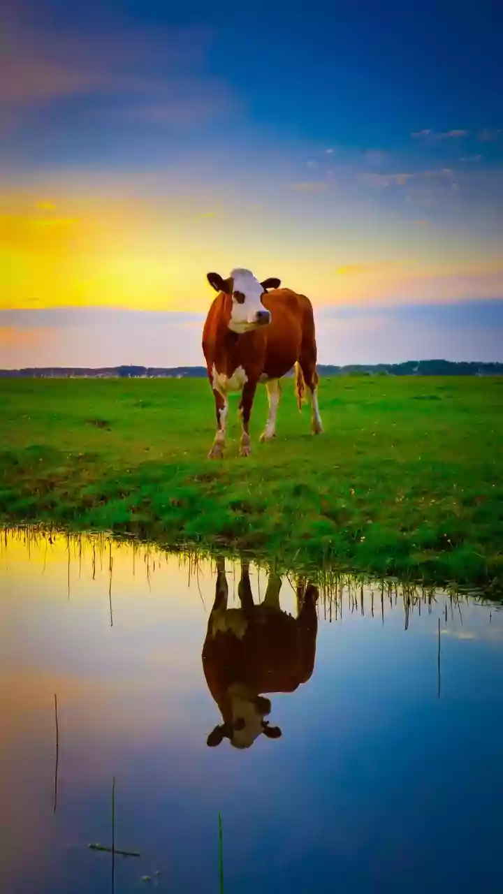 French govt to vaccinate 1mn cattle against lumpy skin disease