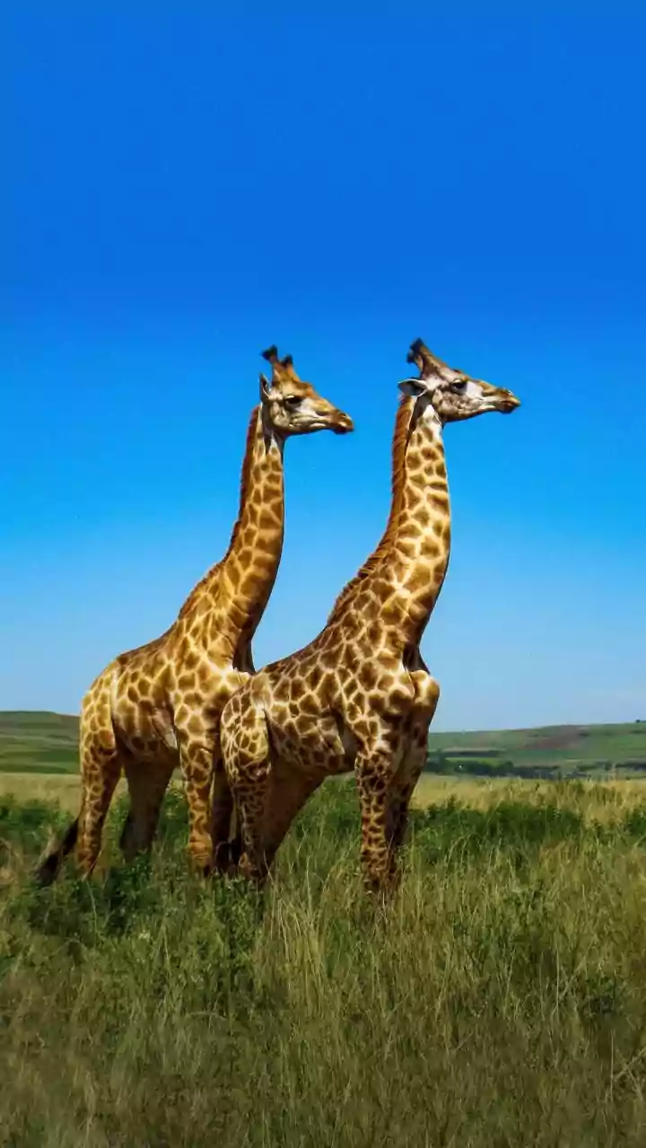 Animal Architects: Unveiling the Incredible Engineering Feats of Nature's Builders