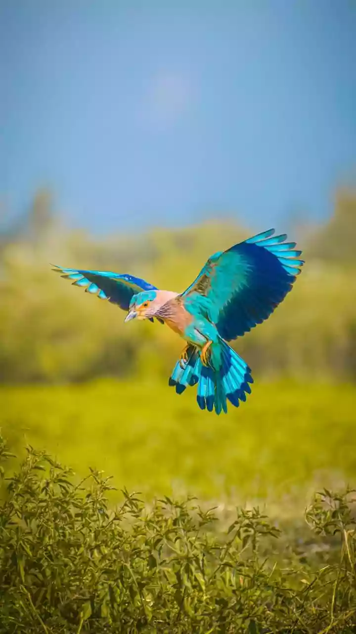 India's Summer Spectacle: 8 Avian Wonders You'll Likely Encounter