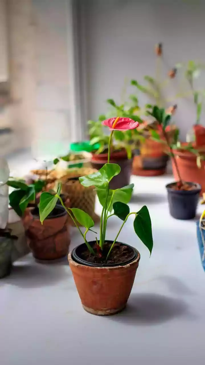 Low-Maintenance Indoor Plants That Can Handle Monsoon Weather Like A Pro