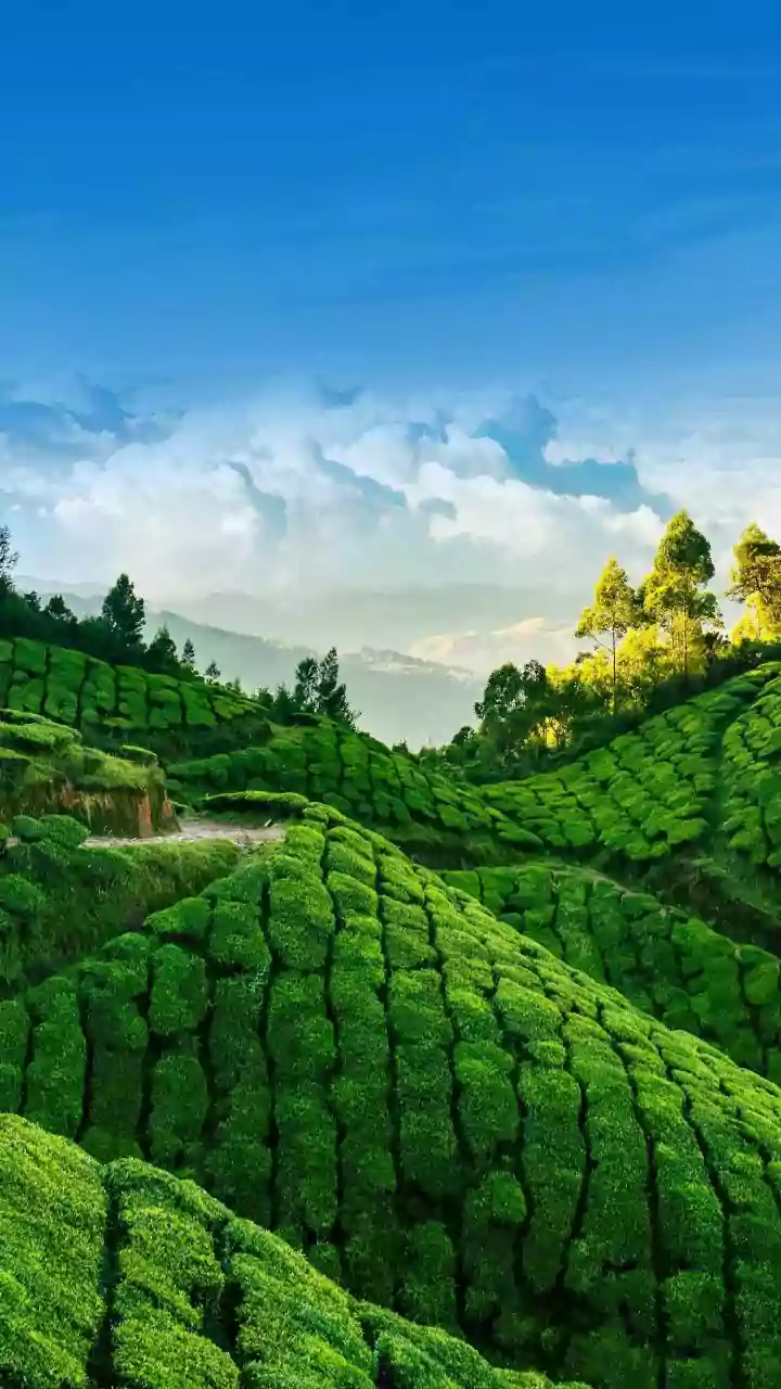 Chikmagalur Road Trip Guide: Best Rainy Routes And Scenic Plantation Retreats