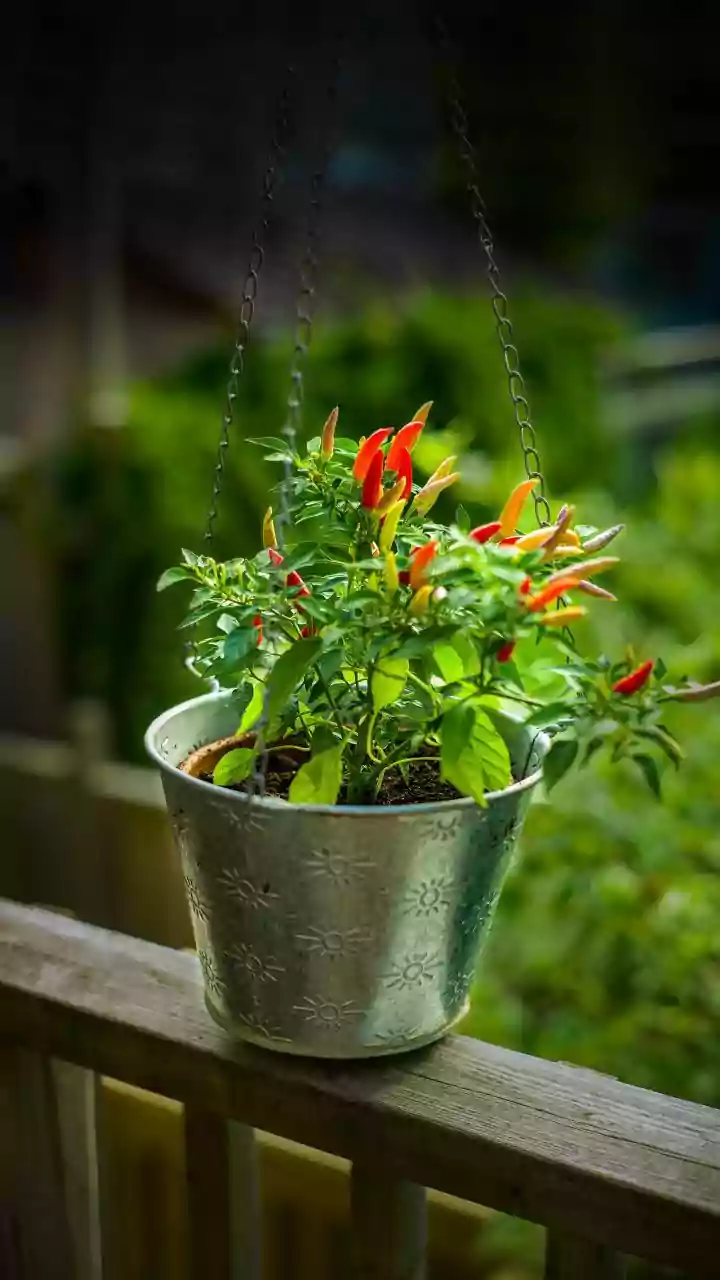 How to create a balcony garden (on a budget)