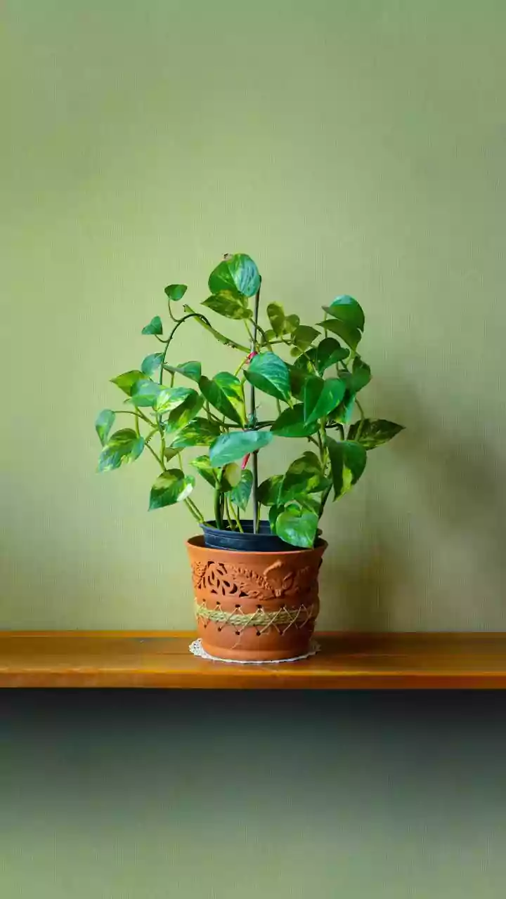 Potted Plants That Thrive During India's Rains