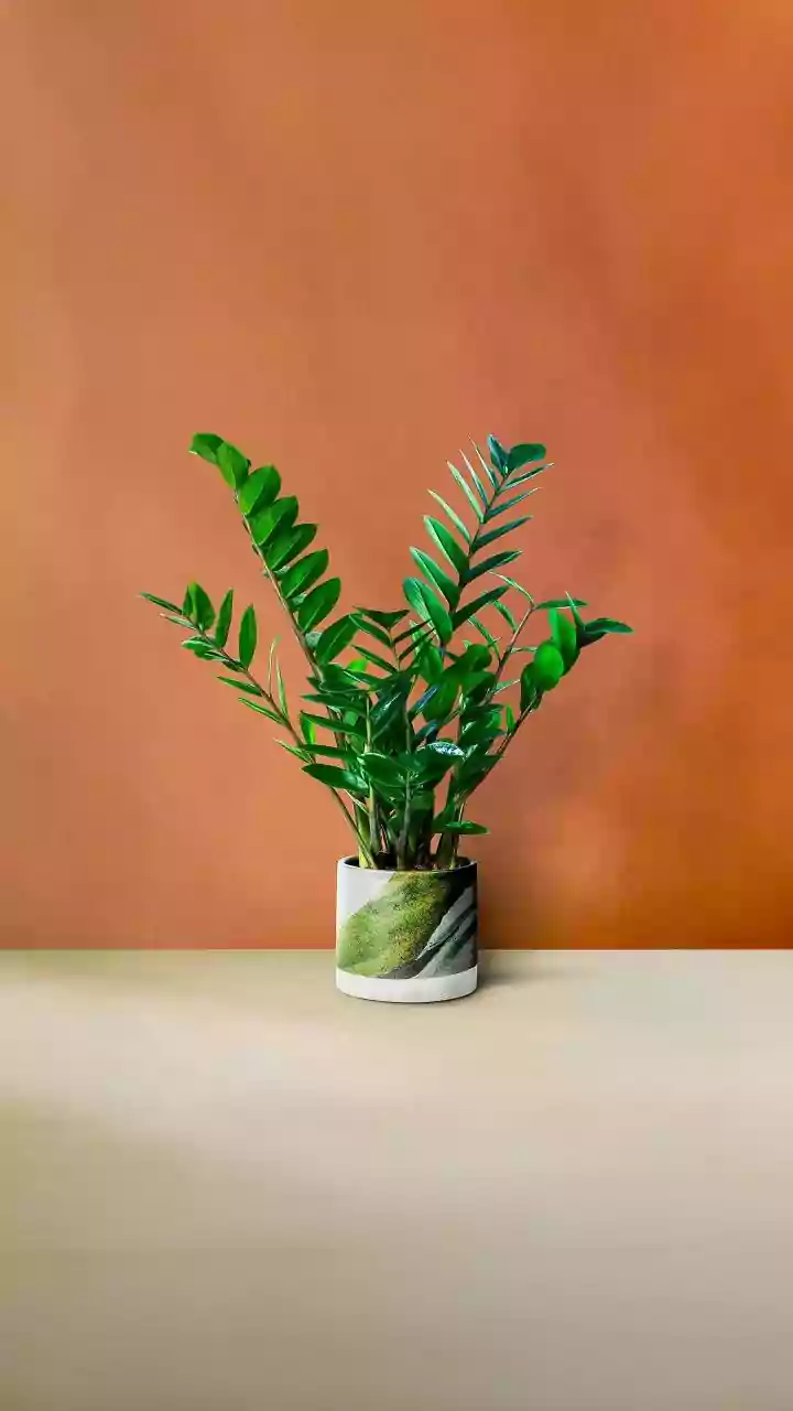 Nurturing Bonds: 5 Plants for Stronger Relationships