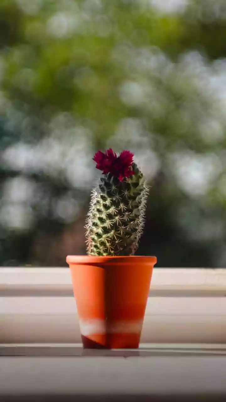 O segredo das plantas que não morrem: Conheça 5 espécies perfeitas para quem não tem tempo de regar