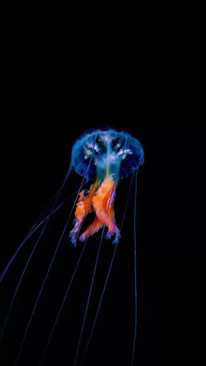 Automatic Systems Shut Reactors When Jellyfish Restrict Cooling-Water Flow