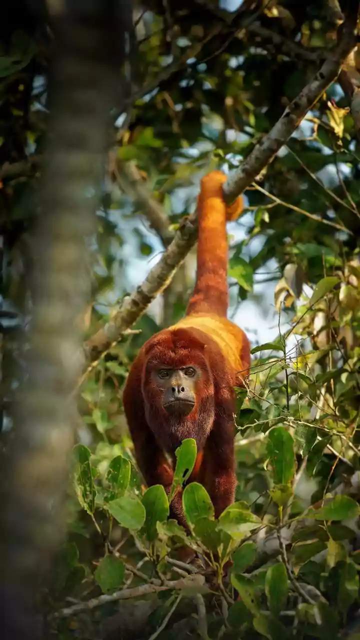 Nova espécie rara de macaco descoberta no Congo coaxa como sapo