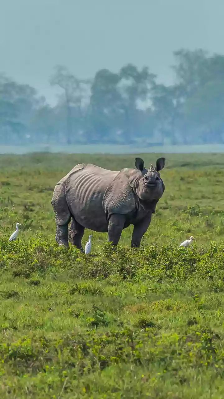 Kaziranga records highest-ever foreign tourist footfall in 2025-26: Assam CM Himanta
