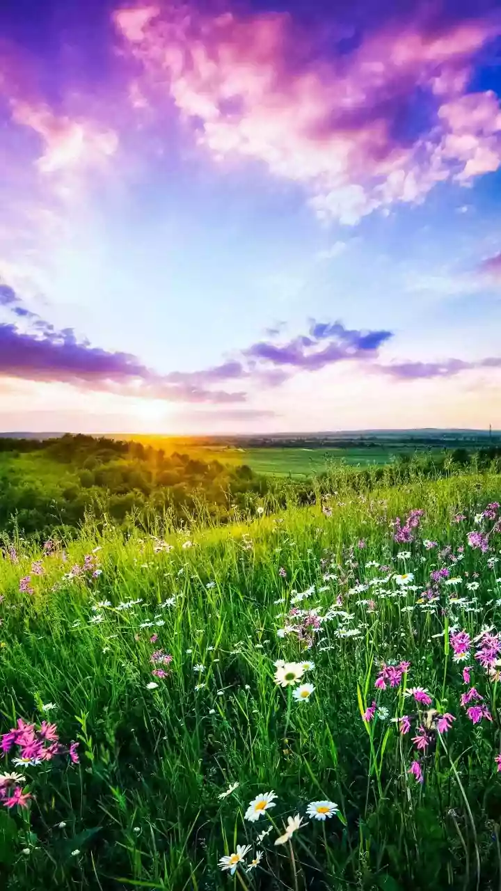 A Spectacular Bloom: The World’s Best Places to See Wildflowers in Full Glory