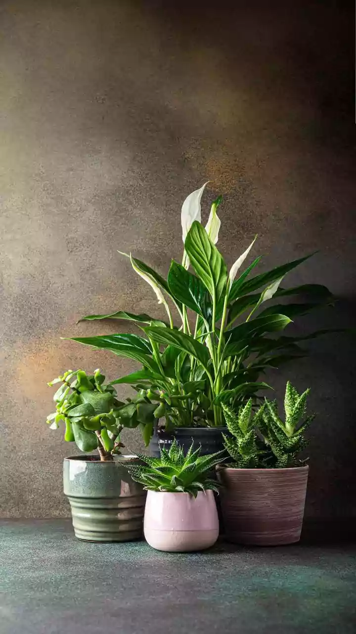 10 Low-Maintenance Indoor Plants for Indian Homes: A Green Guide