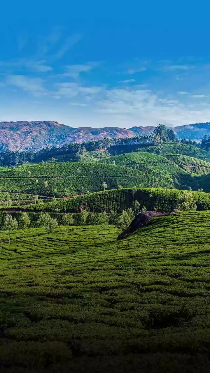 Coorg coffee estate staycations attract remote workers seeking quiet green off season views
