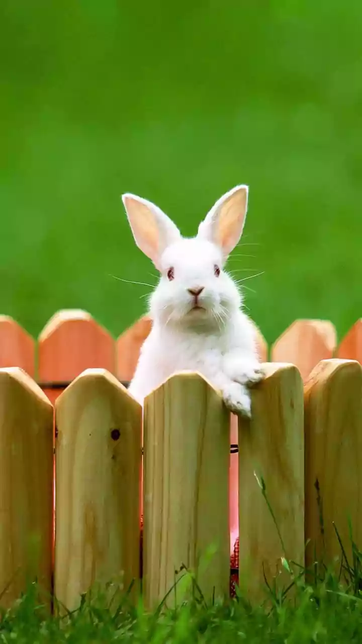 Optical Illusion Personality Test: Rabbit or Eagle? Uncover Your Deepest Fear!
